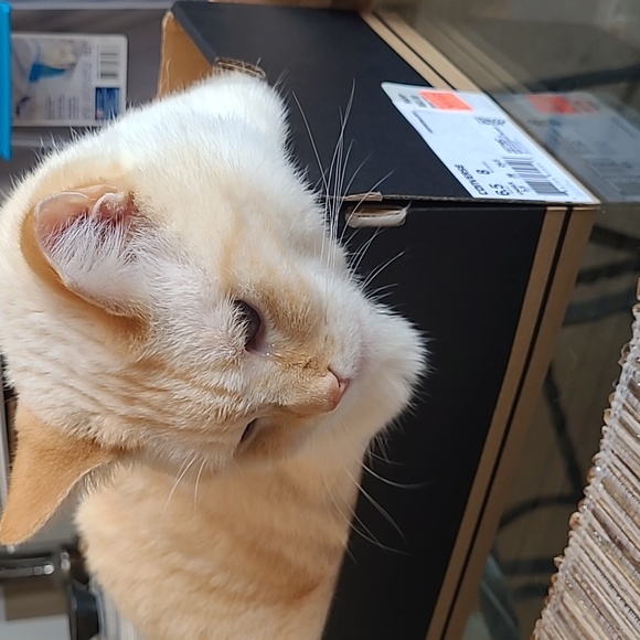 Converse Breakpoint Ox, Rose Quartz / Dusk Pink / Women's size 8, Men's size 6.5 - Picture 9 of 9